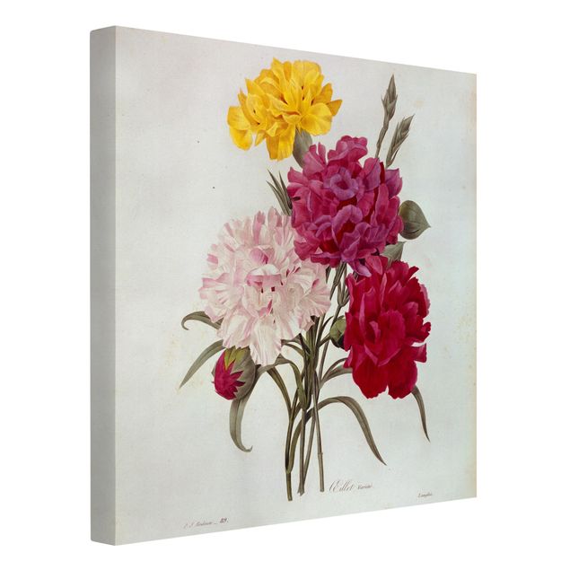 Tableaux fleurs Pierre Joseph Redoute - Clous de Girofle