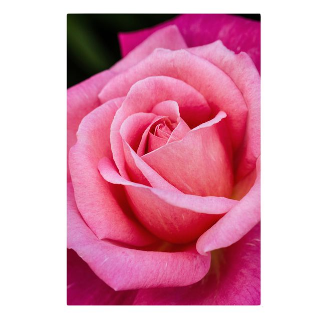 Tableau amour Fleurs de rose rose sur fond vert
