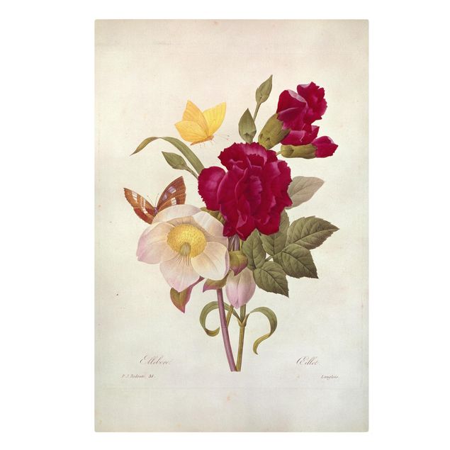 tableaux floraux Pierre Joseph Redoute - Hellebore