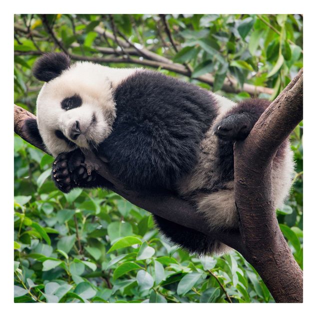 Tableau panda Panda endormi sur une branche d'arbre