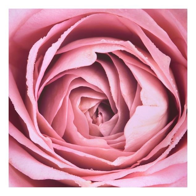 Tableau amour Fleur de Rose rose