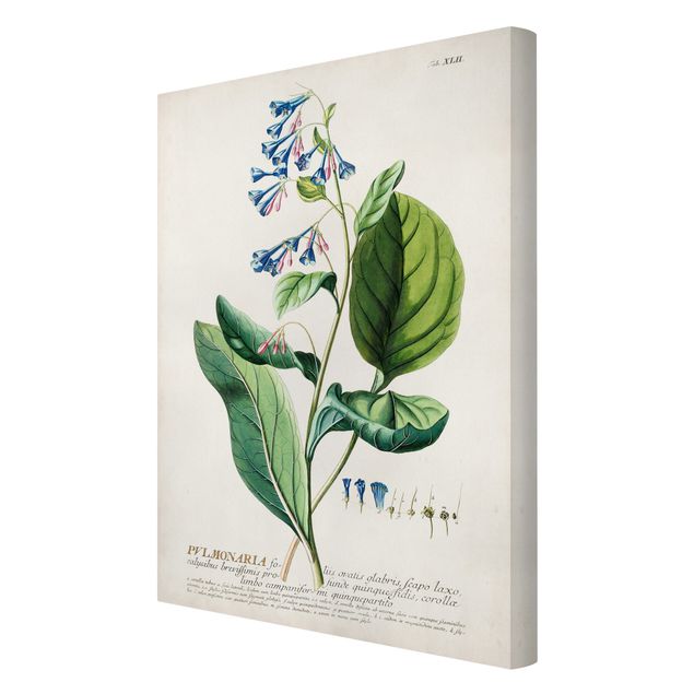 Tableaux verts Illustration botanique vintage Pulmonaria