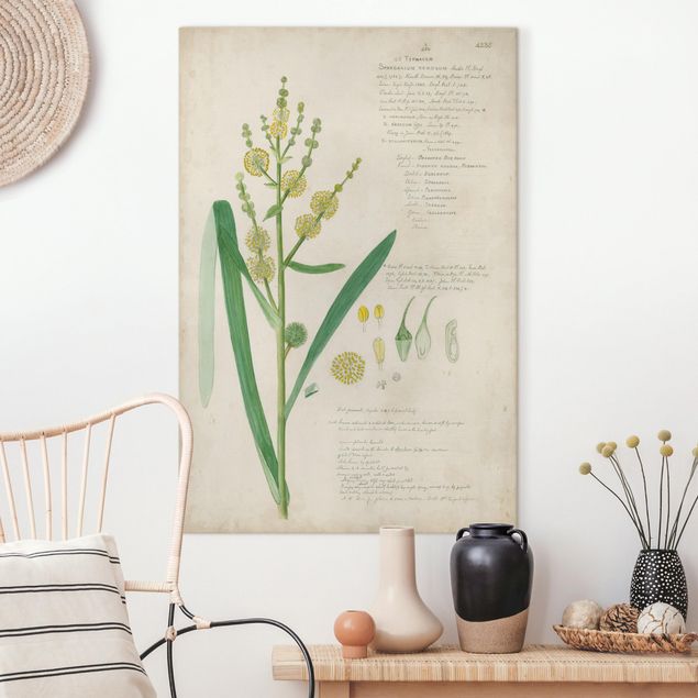 Tableaux sur toile avec herbes Dessin botanique vintage Herbes IV