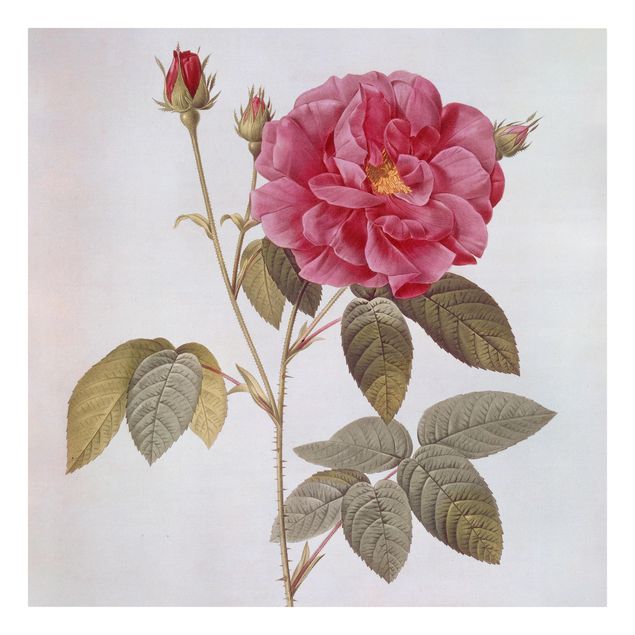 Tableaux fleurs Pierre Joseph Redoute - Rose d'apothicaire