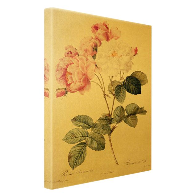 Tableaux vintage Pierre Joseph Redoute - Damascena Rose