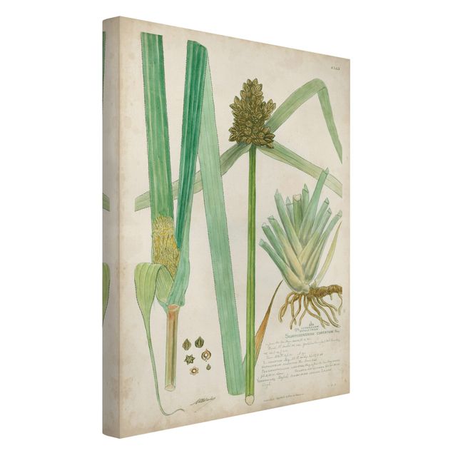 Tableau vintage Dessin botanique vintage Herbes III