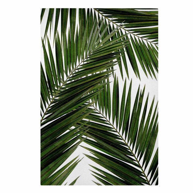Tableau nature Vue à travers des feuilles de palmier vertes