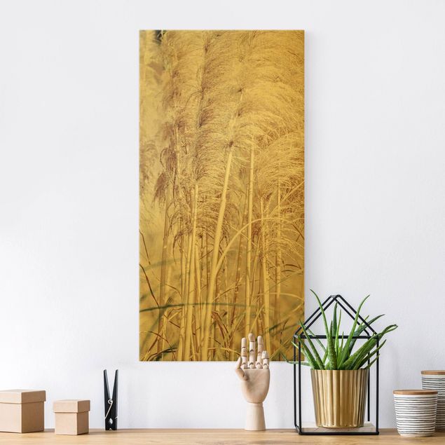 Tableaux sur toile avec herbes Herbe de la Pampa chaude en été
