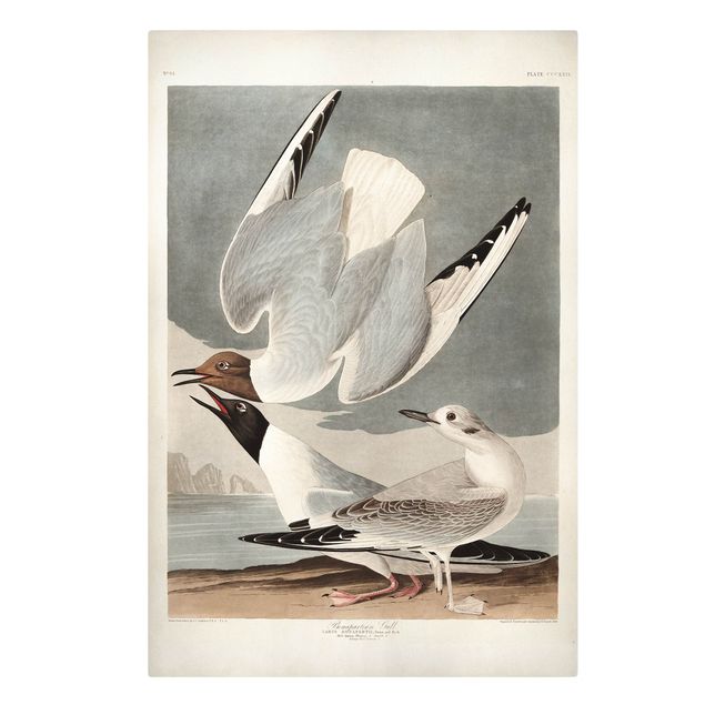 Tableaux oiseaux sur toile Tableau Vintage Mouette de Bonaparte