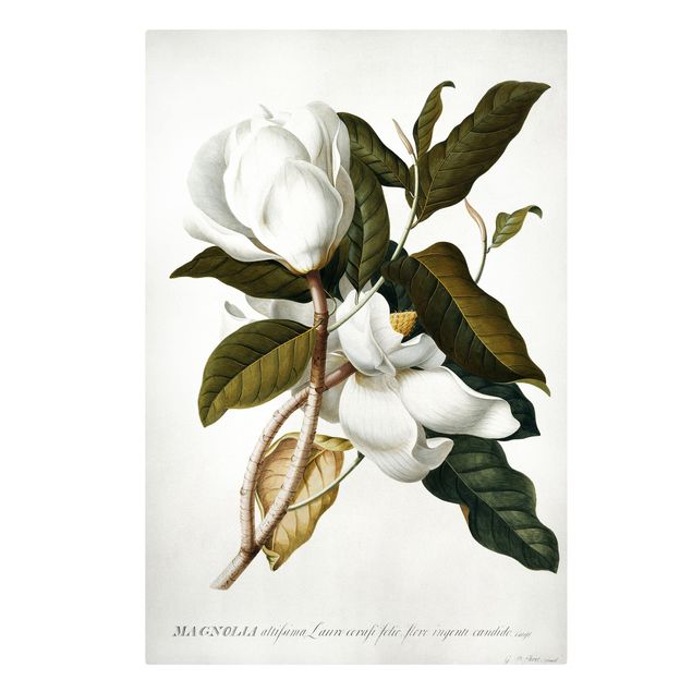 Tableaux florals Georg Dionysius Ehret - Magnolia