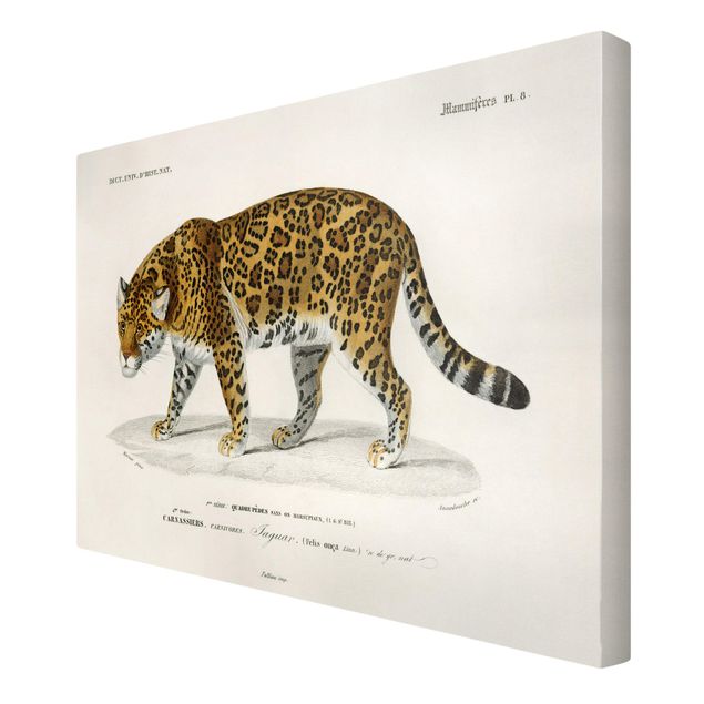 Cadre animaux Tableau Botanique Jaguar