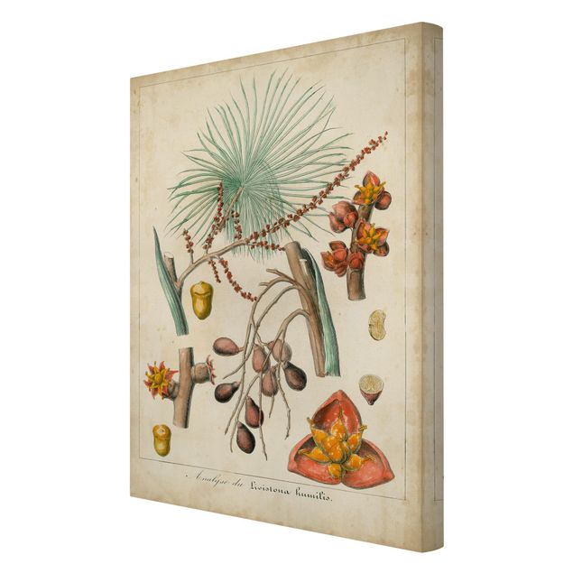 Impressions sur toile Tableau Vintage Palmiers exotiques III