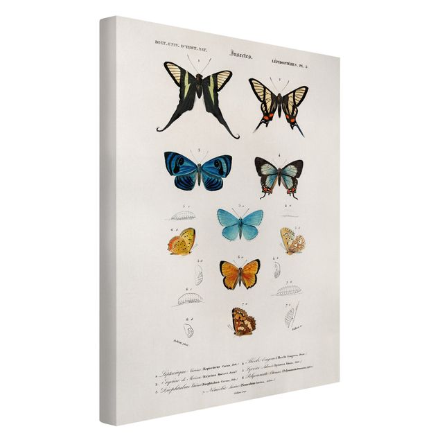 Tableaux animaux Tableau Vintage papillons I