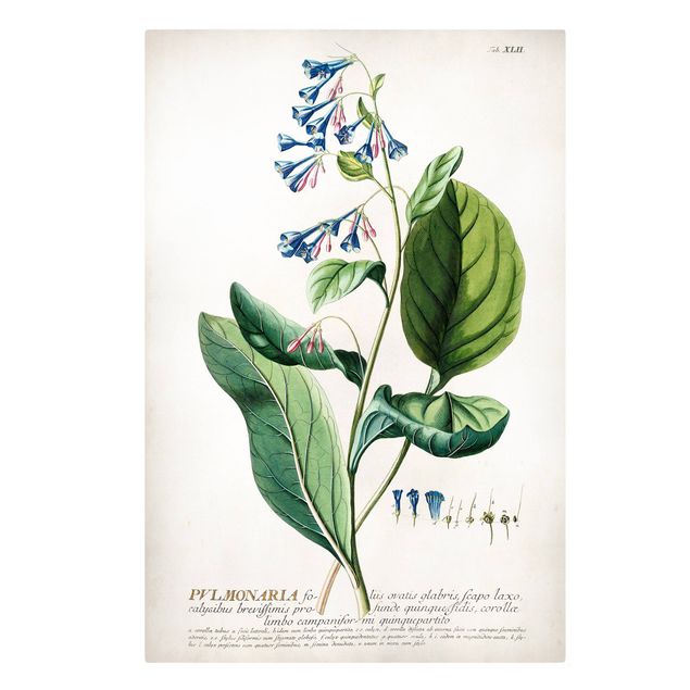Tableaux sur toile avec épices & herbes Illustration botanique vintage Pulmonaria
