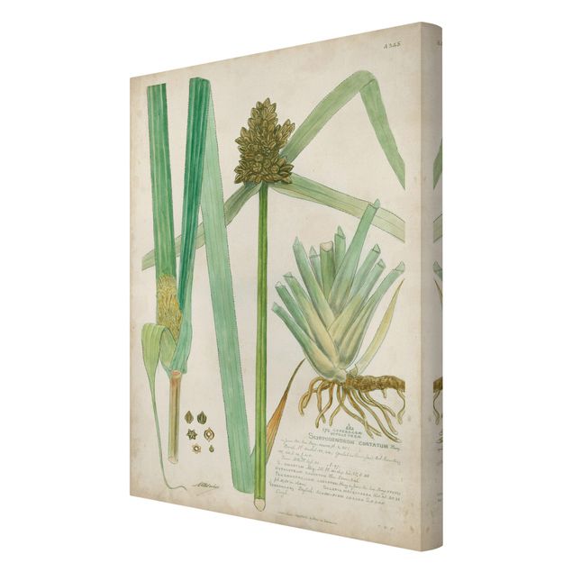Tableau vert Dessin botanique vintage Herbes III