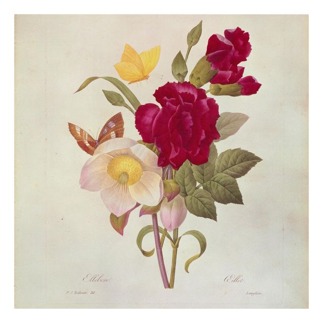 tableaux floraux Pierre Joseph Redoute - Hellebore