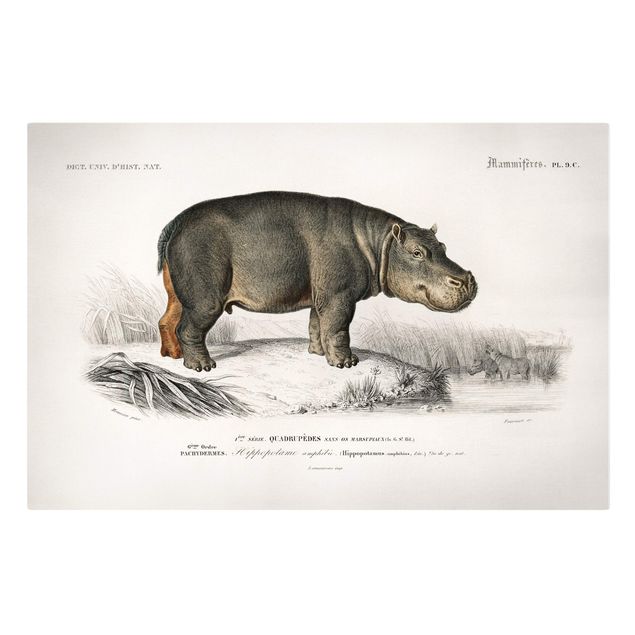 Toile africaine Tableau Vintage hippopotame