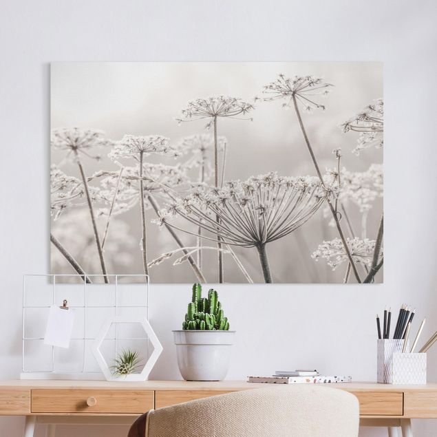 Tableaux sur toile avec herbes Umbel Covered In Hoarfrost