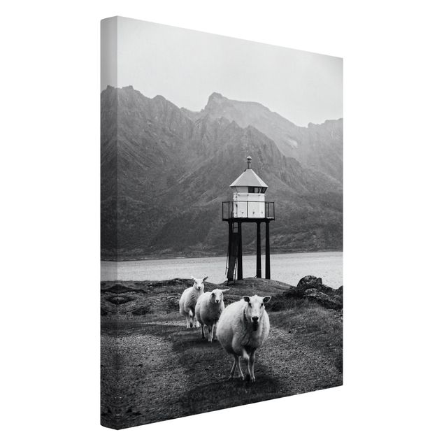 Cadre animaux Trois moutons sur les Lofoten
