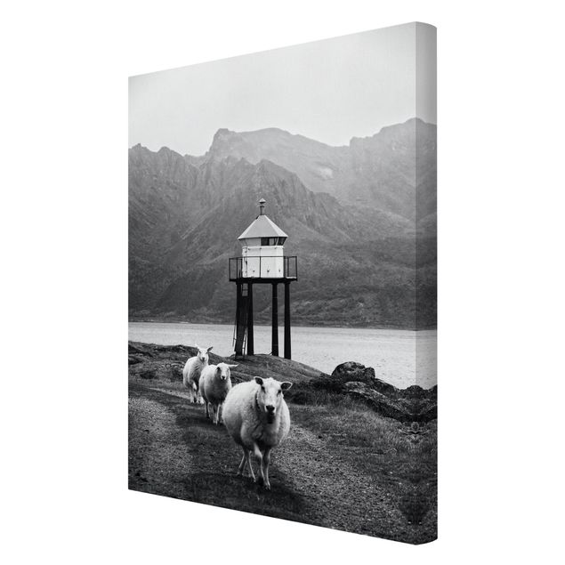Tableaux muraux Trois moutons sur les Lofoten