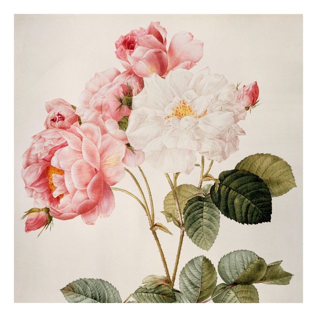 tableaux floraux Pierre Joseph Redoute - Damascena Rose