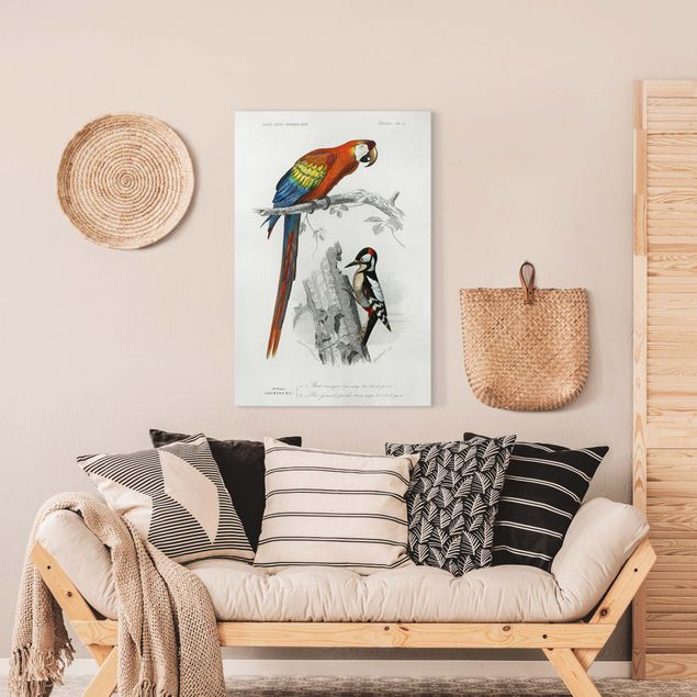 Tableaux oiseaux sur toile Tableau Vintage perroquet rouge bleu