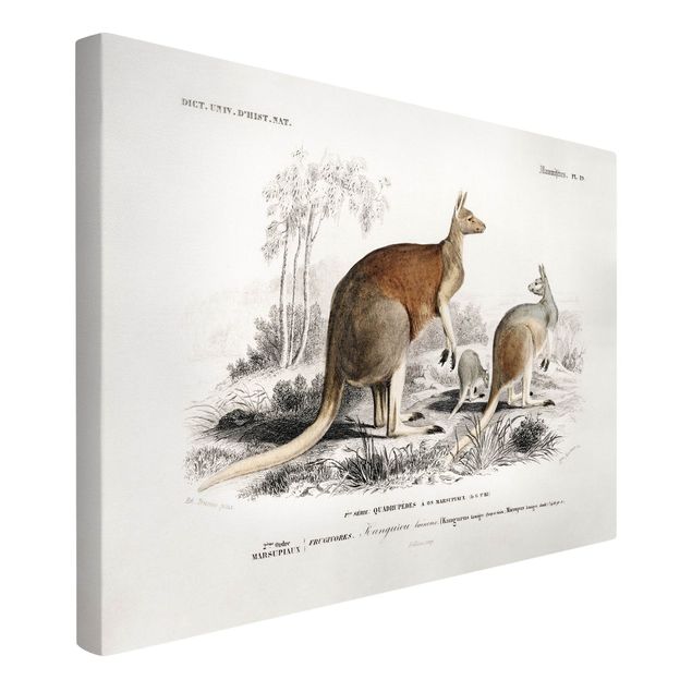 Cadre animaux Tableau Botanique Kangourou