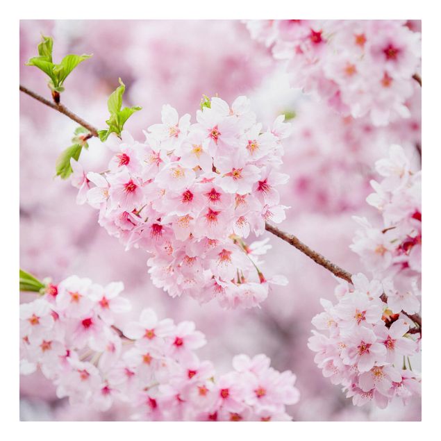 tableaux floraux Japanese Cherry Blossoms