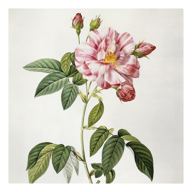 tableaux floraux Pierre Joseph Redoute - Rose Gallica Rose