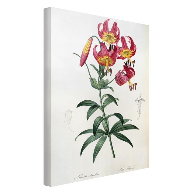 Tableaux fleurs Pierre Joseph Redoute - Lilium Superbum