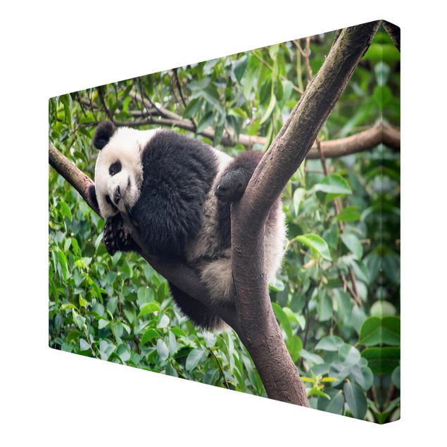 Tableau moderne Panda endormi sur une branche d'arbre
