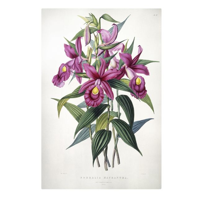 Tableau fleurs Maxim Gauci - Orchidée I