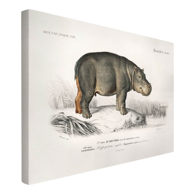 Toile chevaux Tableau Vintage hippopotame