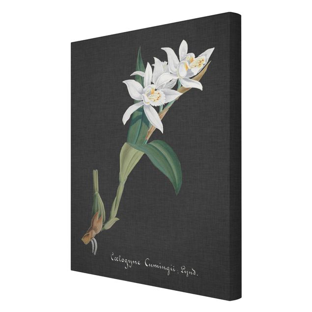 Tableaux florals Orchidée blanche sur lin II