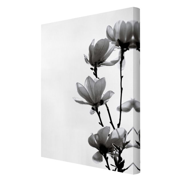 Tableau décoration Herald du Printemps Magnolia Noir Et Blanc