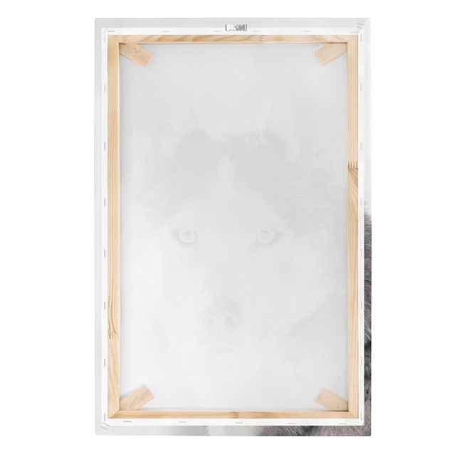 Tableau décoration Portrait d'un Husky