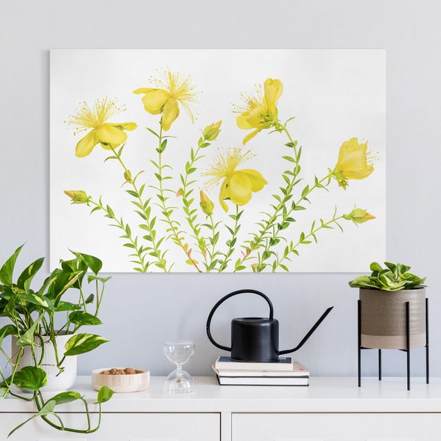 Tableaux sur toile avec herbes Millepertuis en pleine floraison