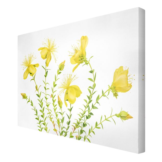 Tableau jaune Millepertuis en pleine floraison