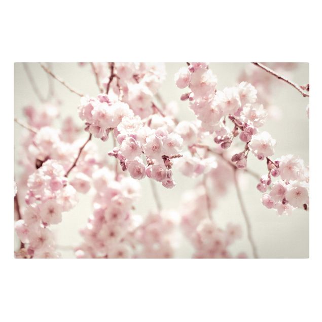 Tableaux Fleurs de cerisier dansantes