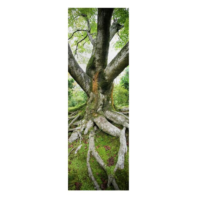 Tableaux nature Vieil arbre
