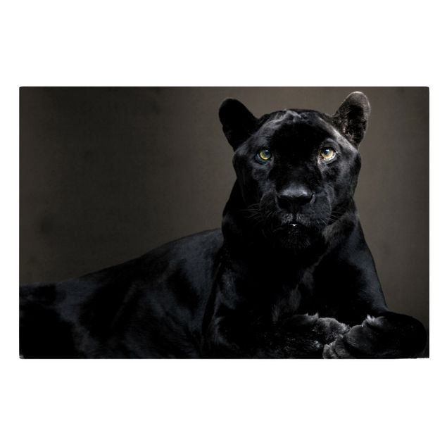 Tableau animaux Puma noir