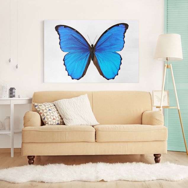 Toile papillon Morpho bleu