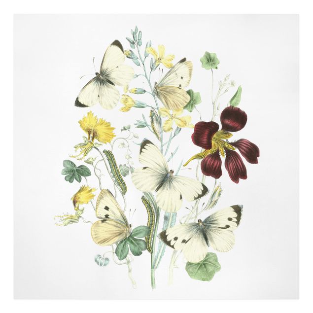 tableaux floraux Papillons britanniques II
