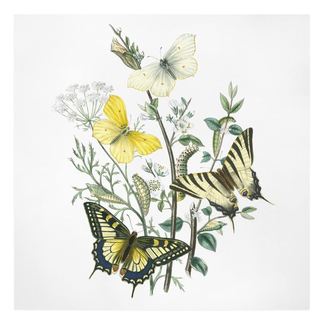 tableaux floraux Papillons britanniques III