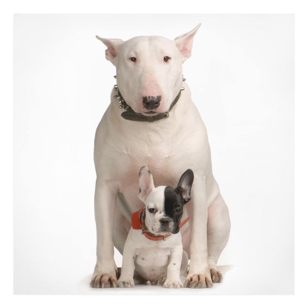 Tableaux animaux Bull Terrier et son ami