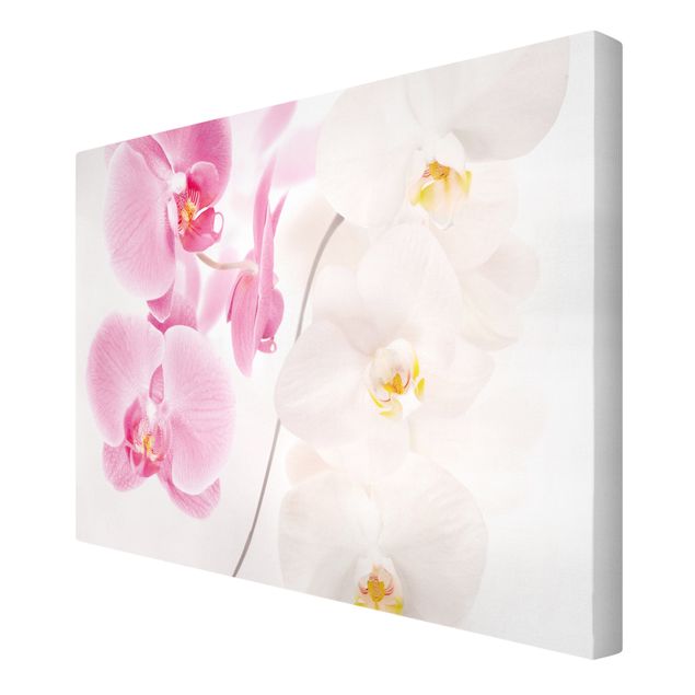 tableaux floraux Orchidées délicates