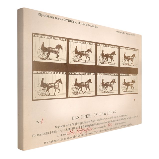 Toile cheval Eadweard Muybridge - Le cheval en mouvement