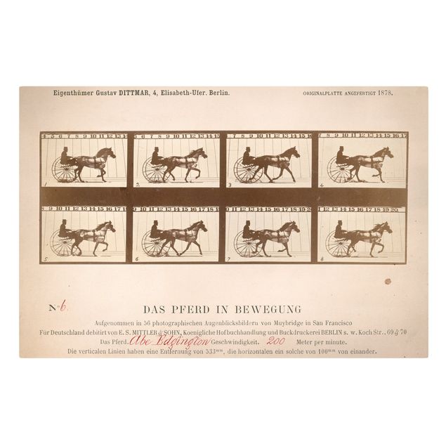 Tableau animaux Eadweard Muybridge - Le cheval en mouvement