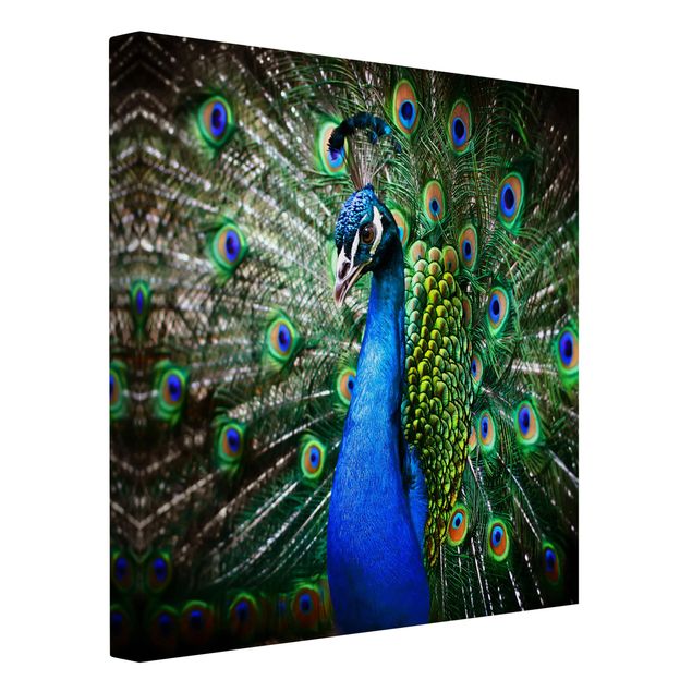 Tableau animaux Paon noble