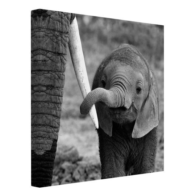 Tableaux sur toile en noir et blanc Bébé Eléphant
